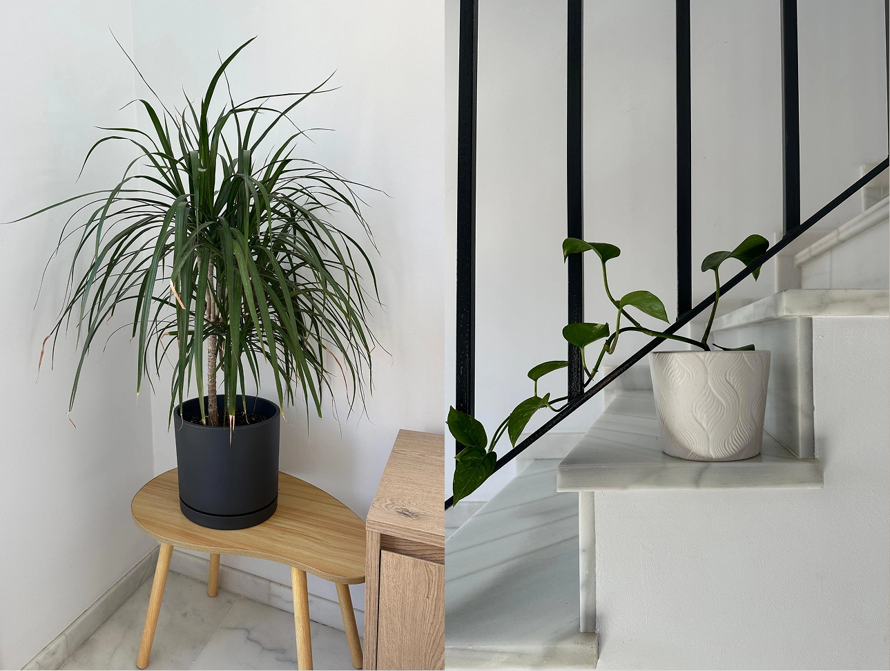 Mossumi plant care app design and development: I thought I’d remember when I watered them by Nejc Ovnik (NEITS)